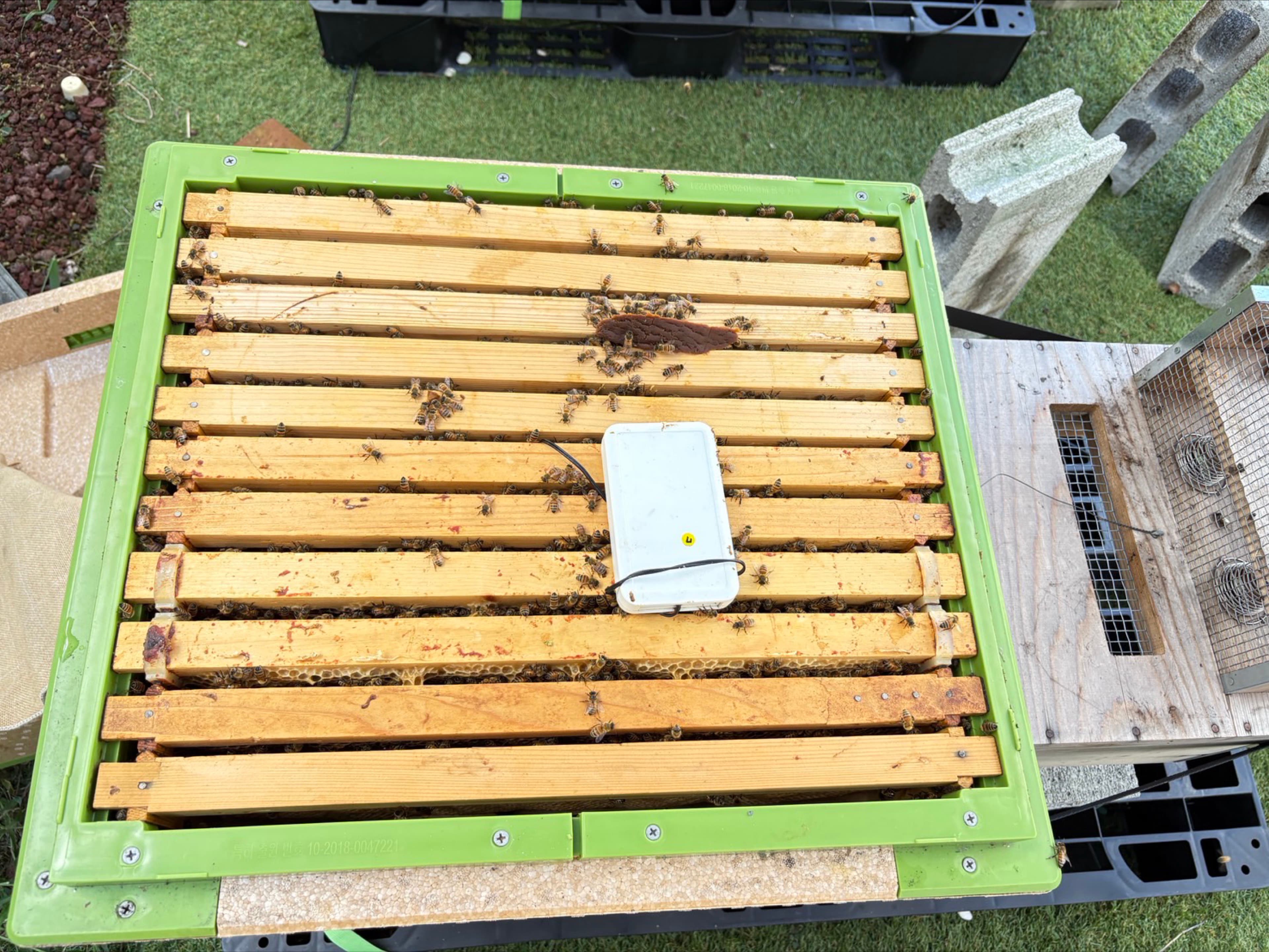 開いた巣箱の木製の巣枠と、その上や隙間に見えるミツバチ