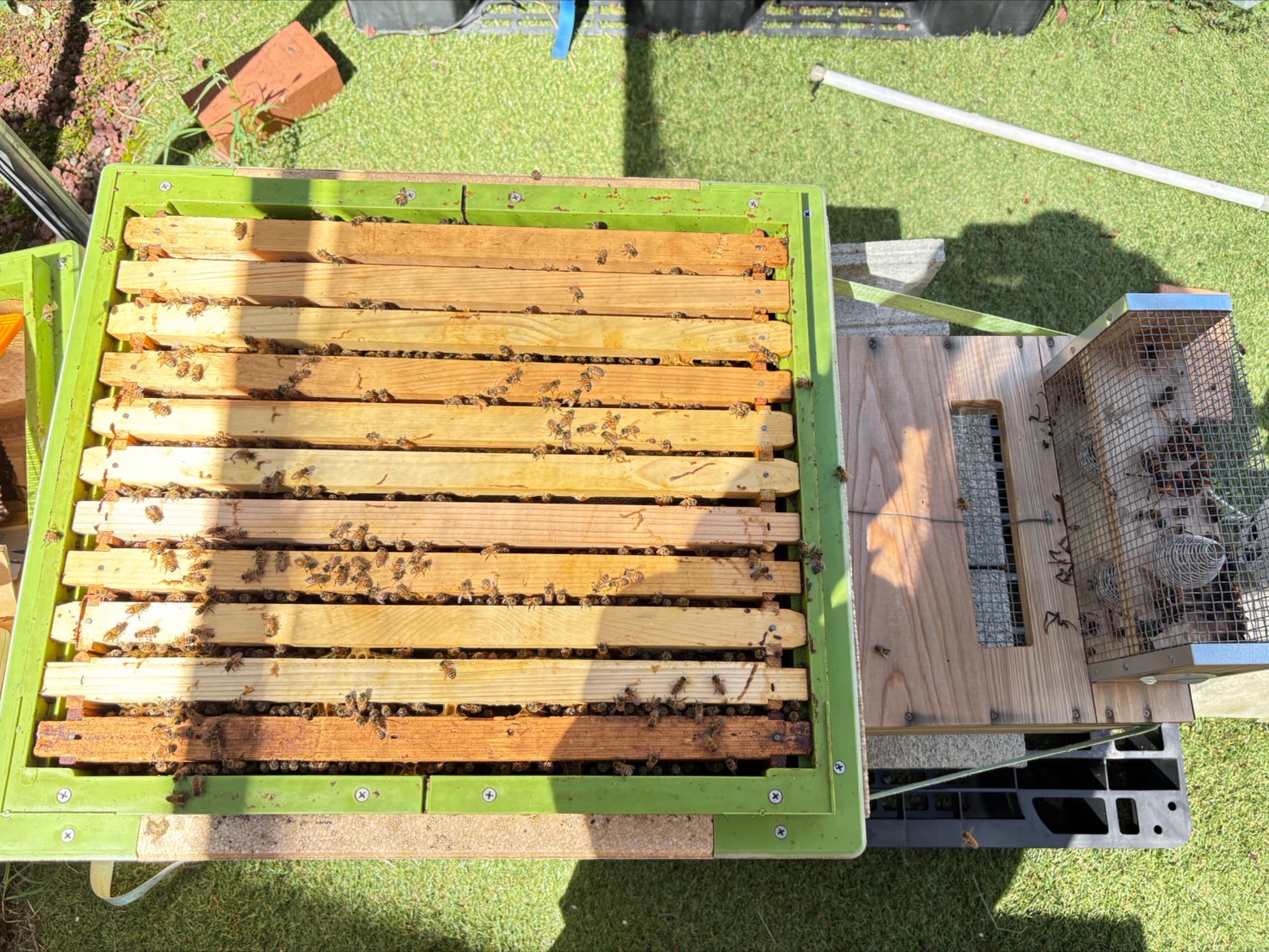 日が当たる巣枠の上にミツバチが見え、巣箱の隣に捕獲器が置かれている様子