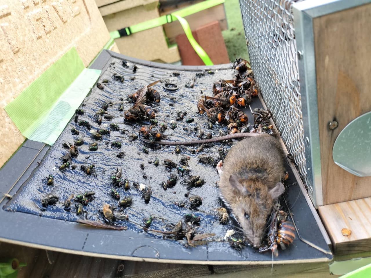 巣箱のそばの粘着シートにかかったネズミと複数のスズメバチ