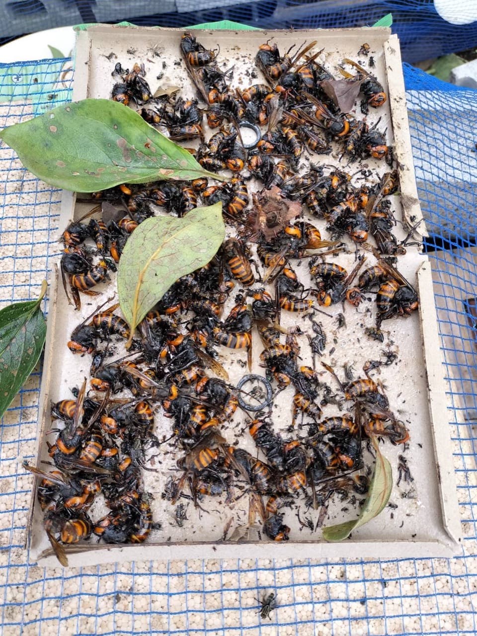 粘着シートに多数かかったスズメバチ